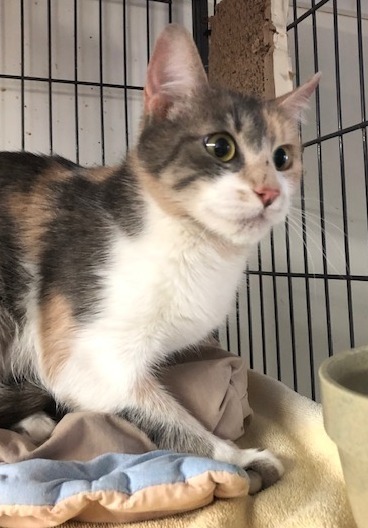 Enlarge Cali, a Adoptable Torbie in Porter, TX image 1/1