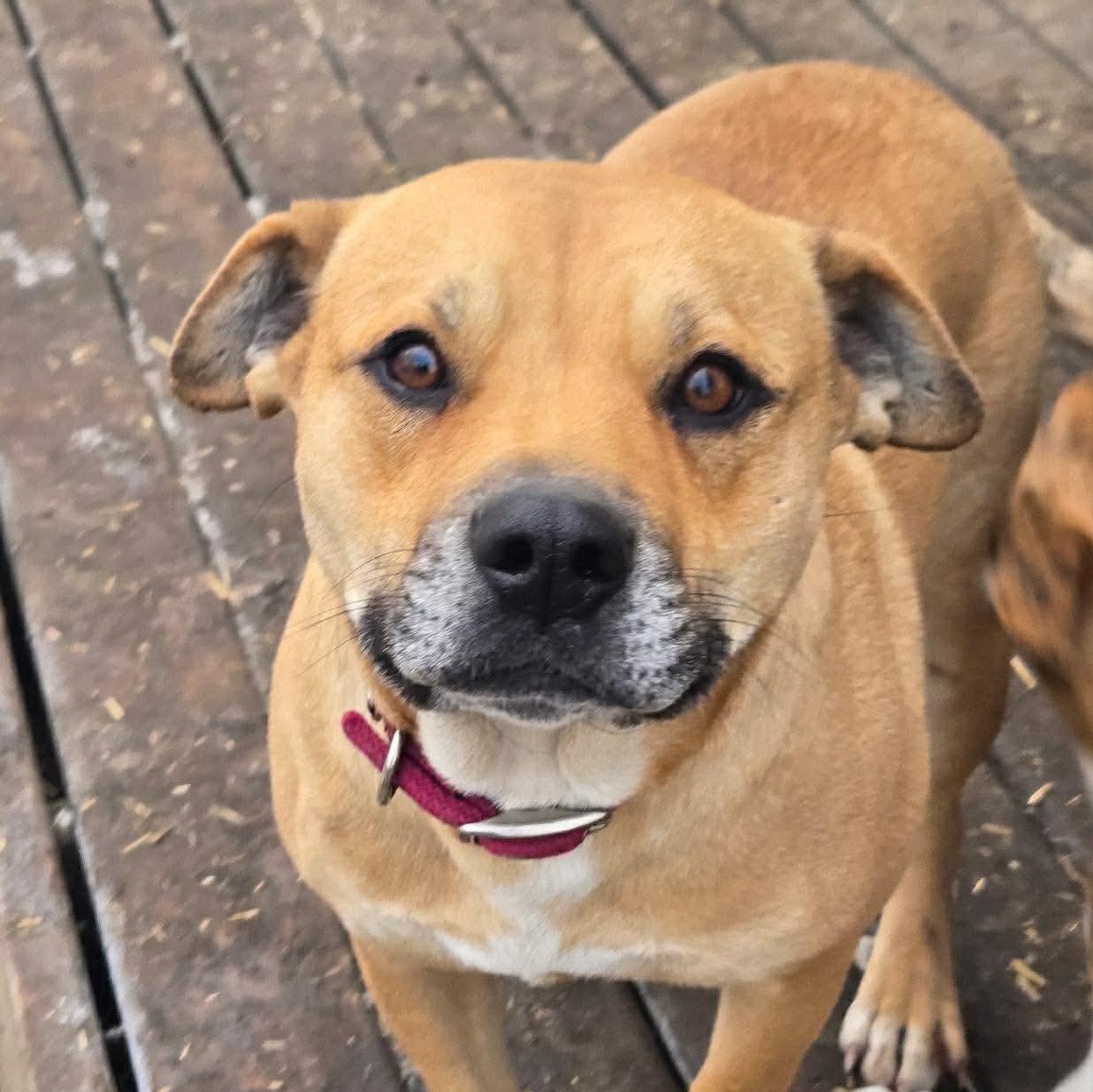 Girlie, Adoptable, Young Female Mixed Breed.