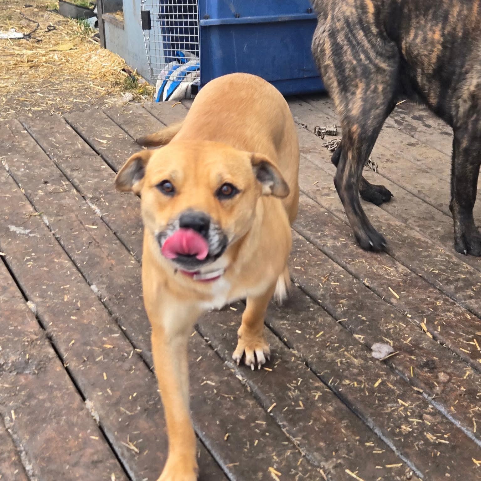 Girlie, a Adoptable Mixed Breed in Edmonton, AB image 3/3