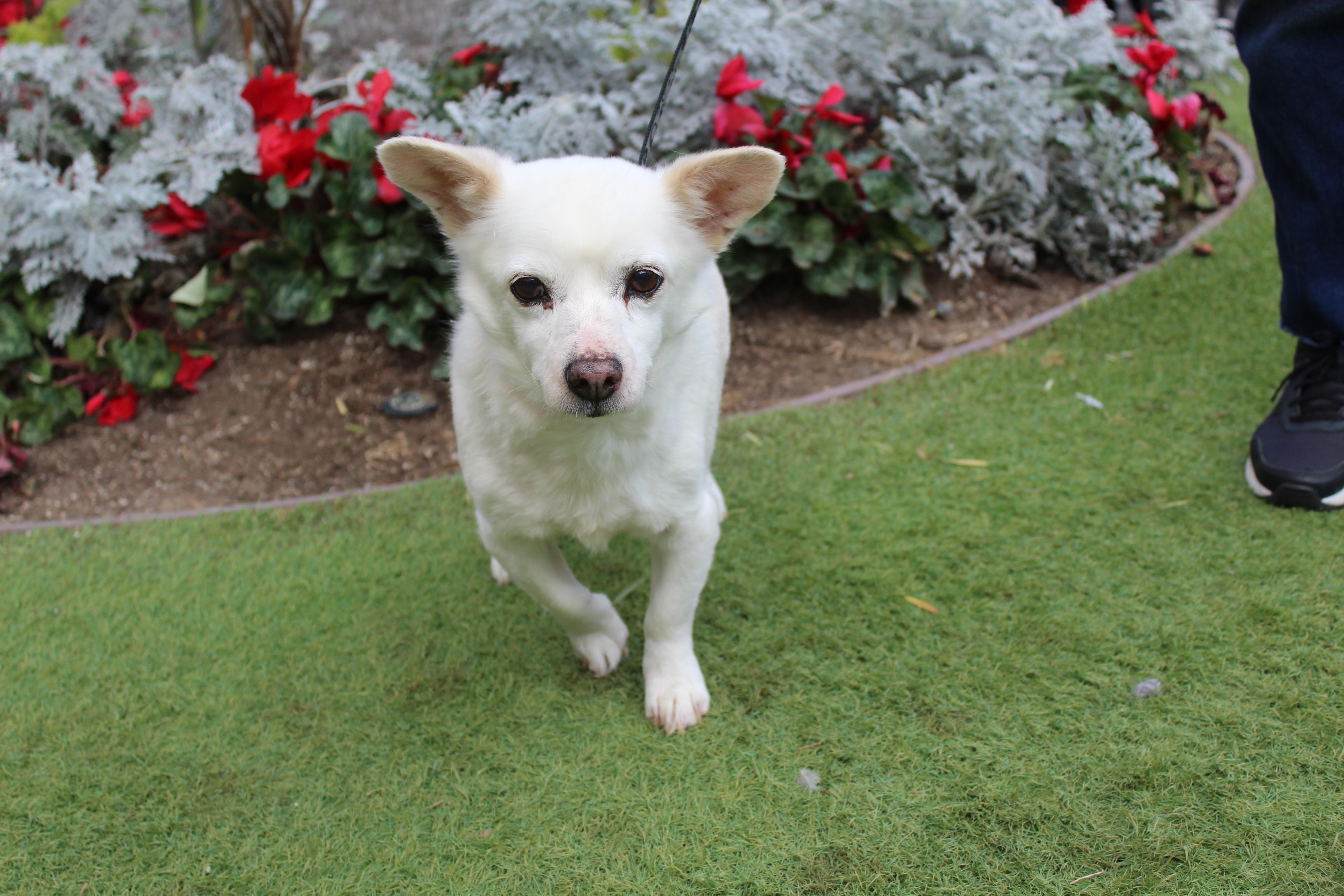 Frosty, a Adoptable mixed breed in Imperial Beach, CA image 5/6