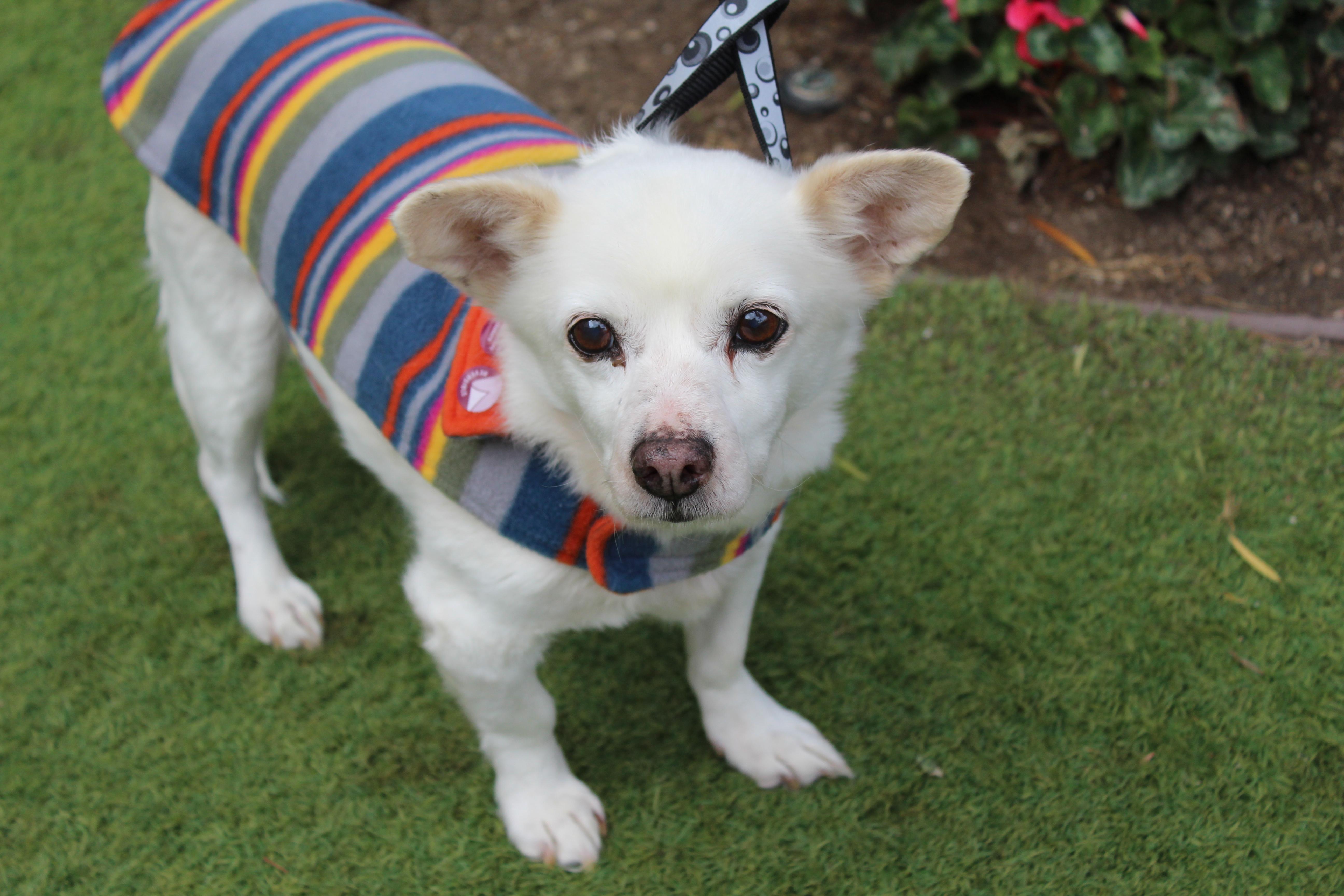 Frosty, a Adoptable mixed breed in Imperial Beach, CA image 1/6