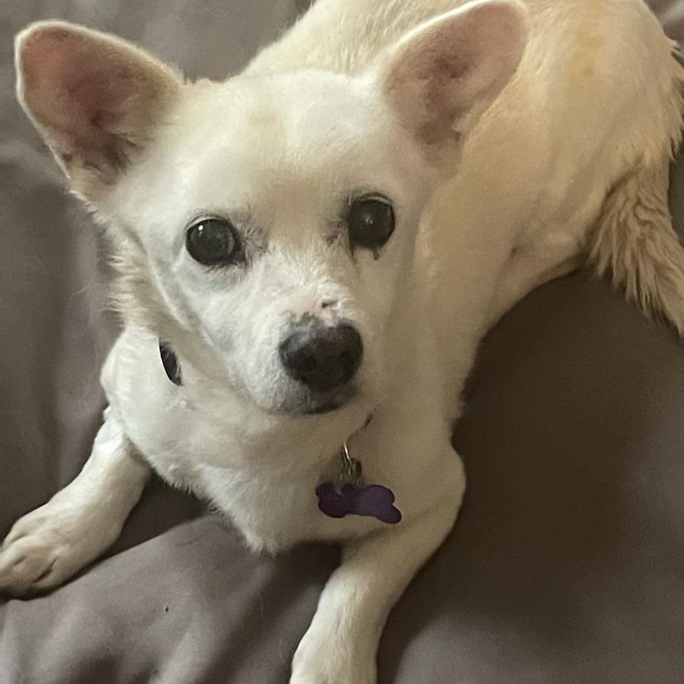 Frosty, a Adoptable mixed breed in Imperial Beach, CA image 6/6