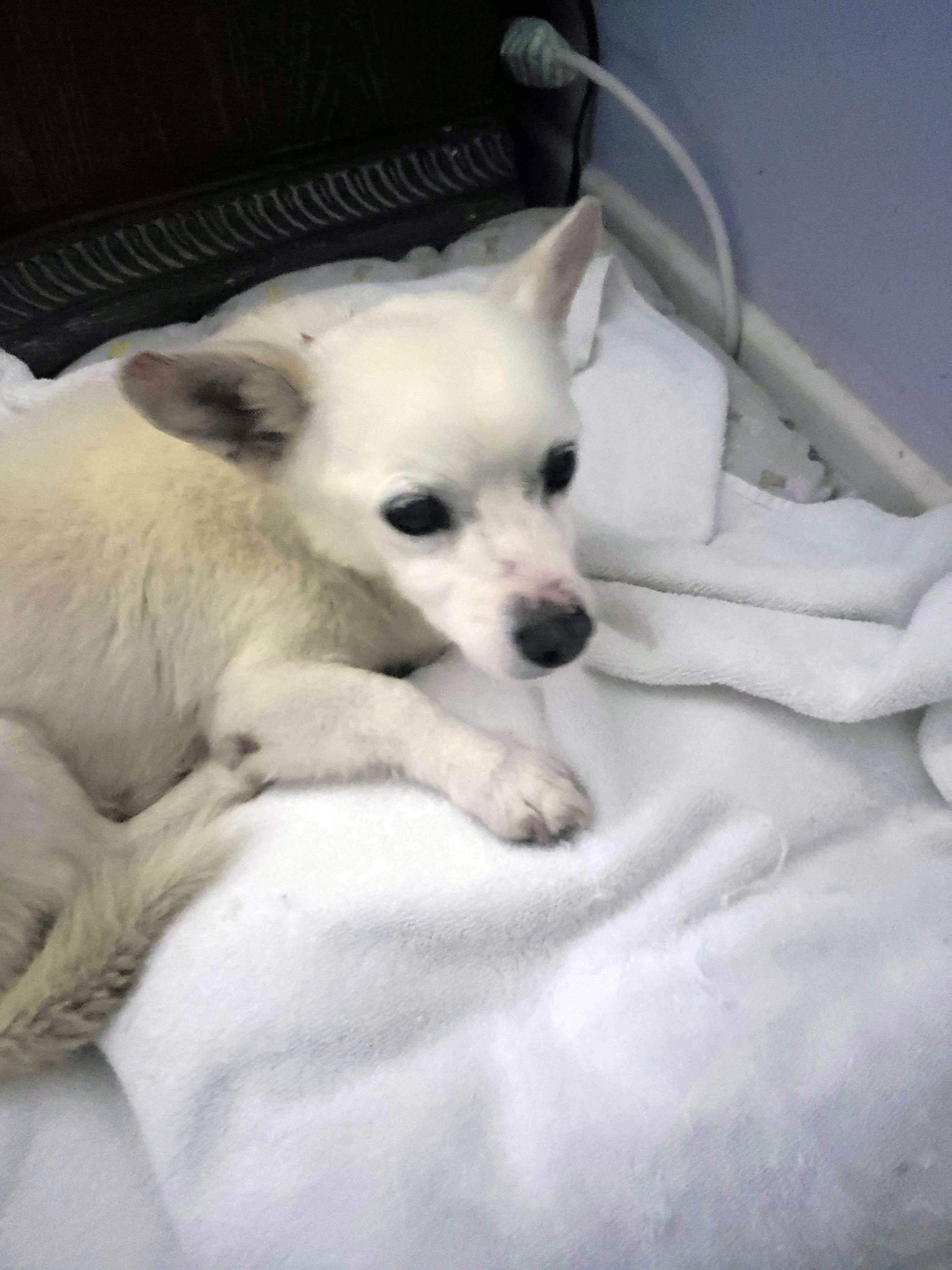 Frosty, a Adoptable mixed breed in Imperial Beach, CA image 3/6