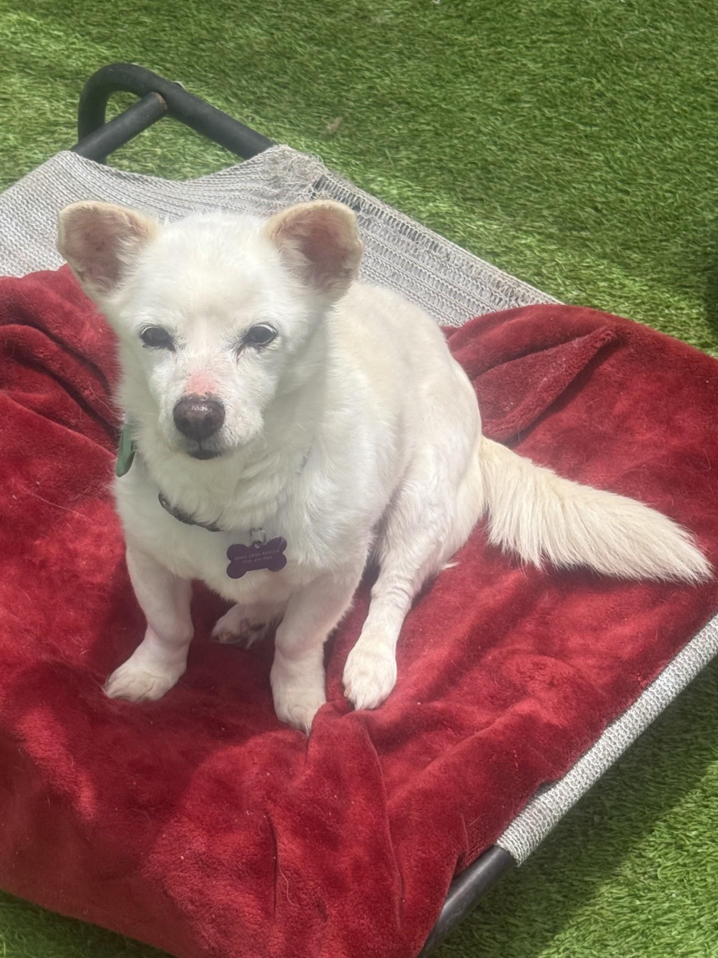 Frosty, a Adoptable mixed breed in Imperial Beach, CA image 2/6