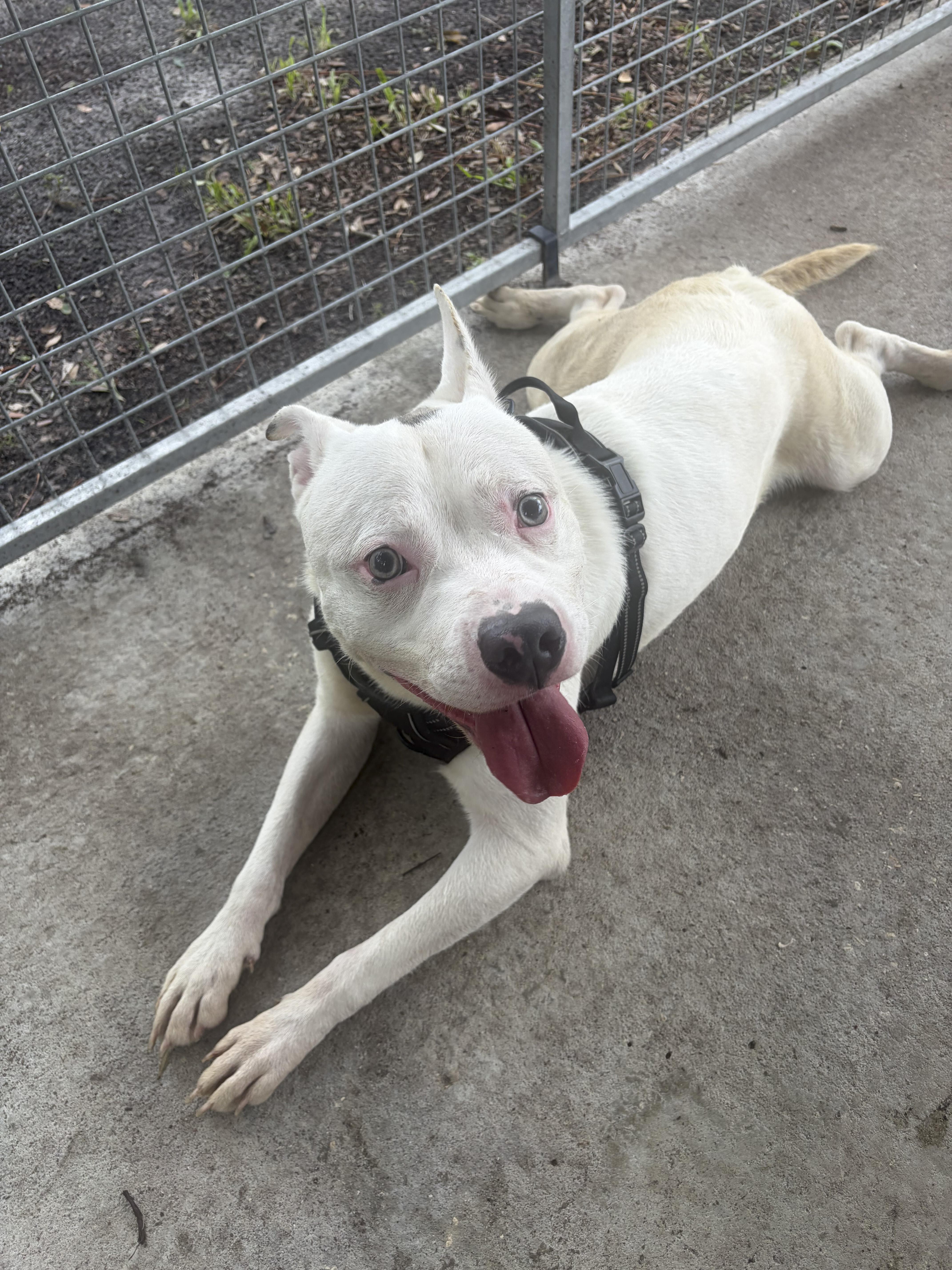Bryan, a Adoptable Mixed Breed in Ruskin, FL image 2/5