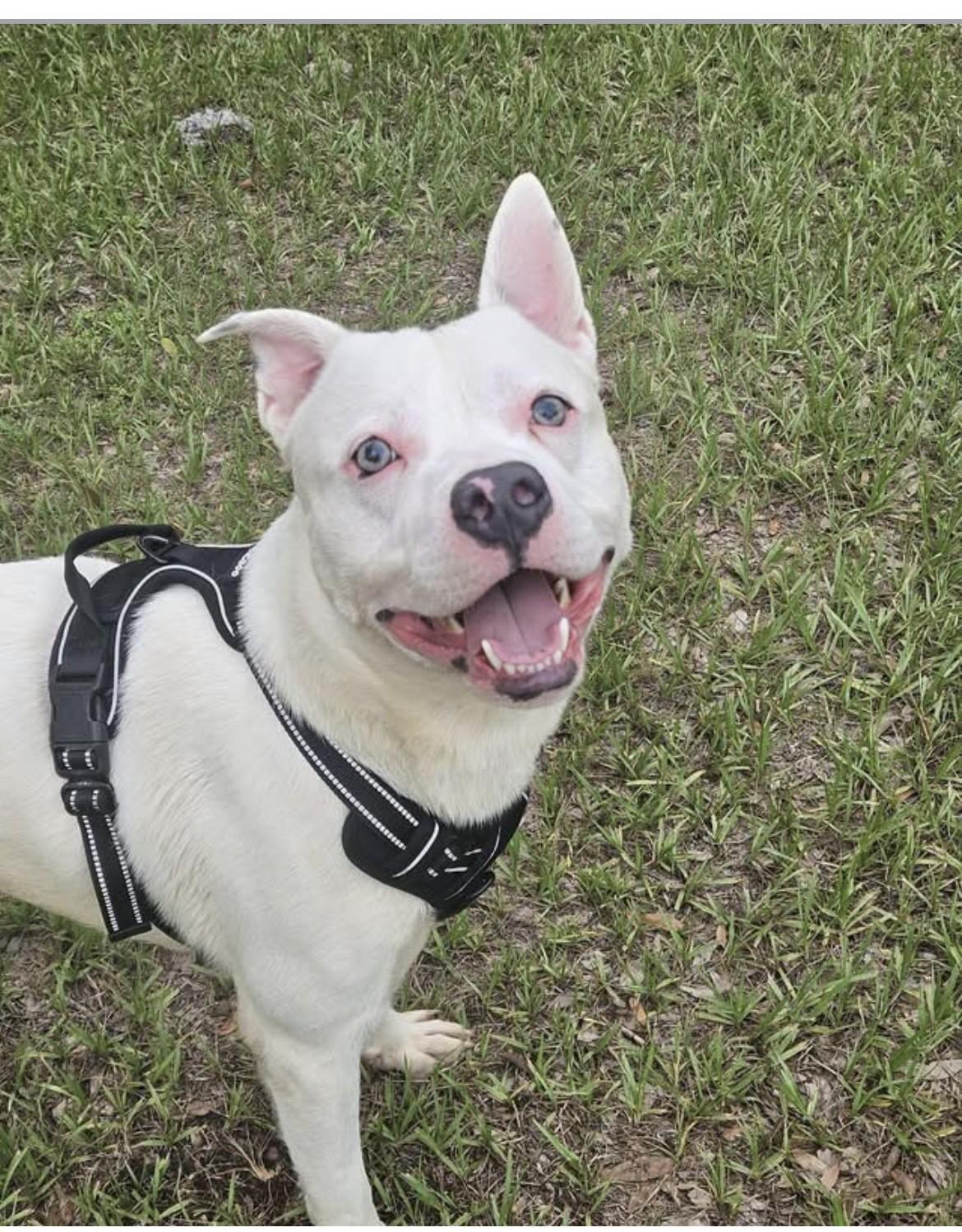 Bryan, Adoptable, Young Male Mixed Breed.
