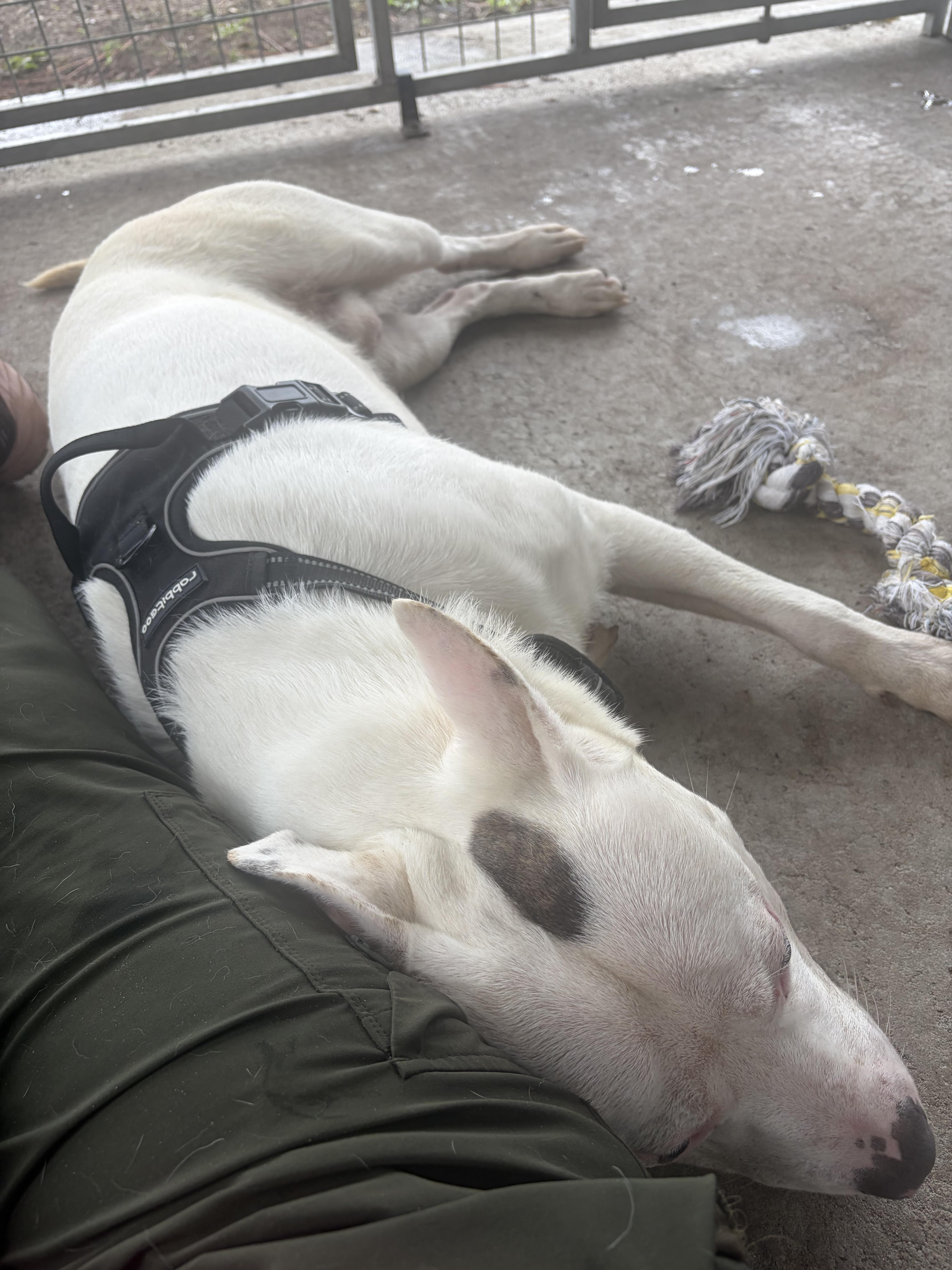 Bryan, a Adoptable Mixed Breed in Ruskin, FL image 5/5