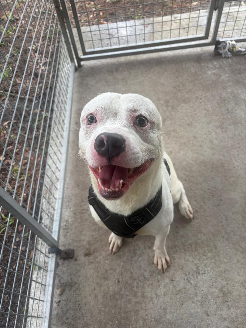 Bryan, a Adoptable Mixed Breed in Ruskin, FL image 3/5