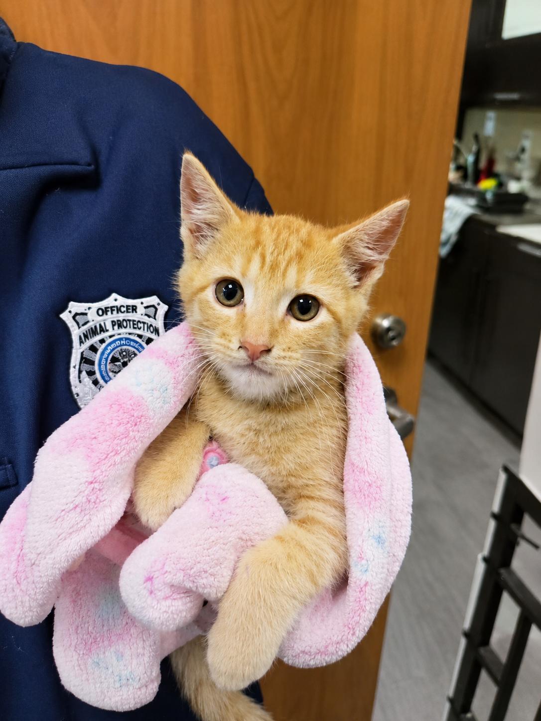 Warner, ADOPTABLE, Kitten Male Domestic Short Hair.