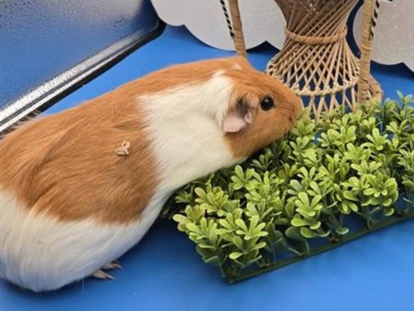 Butter, Adoptable, Young Female Guinea Pig.