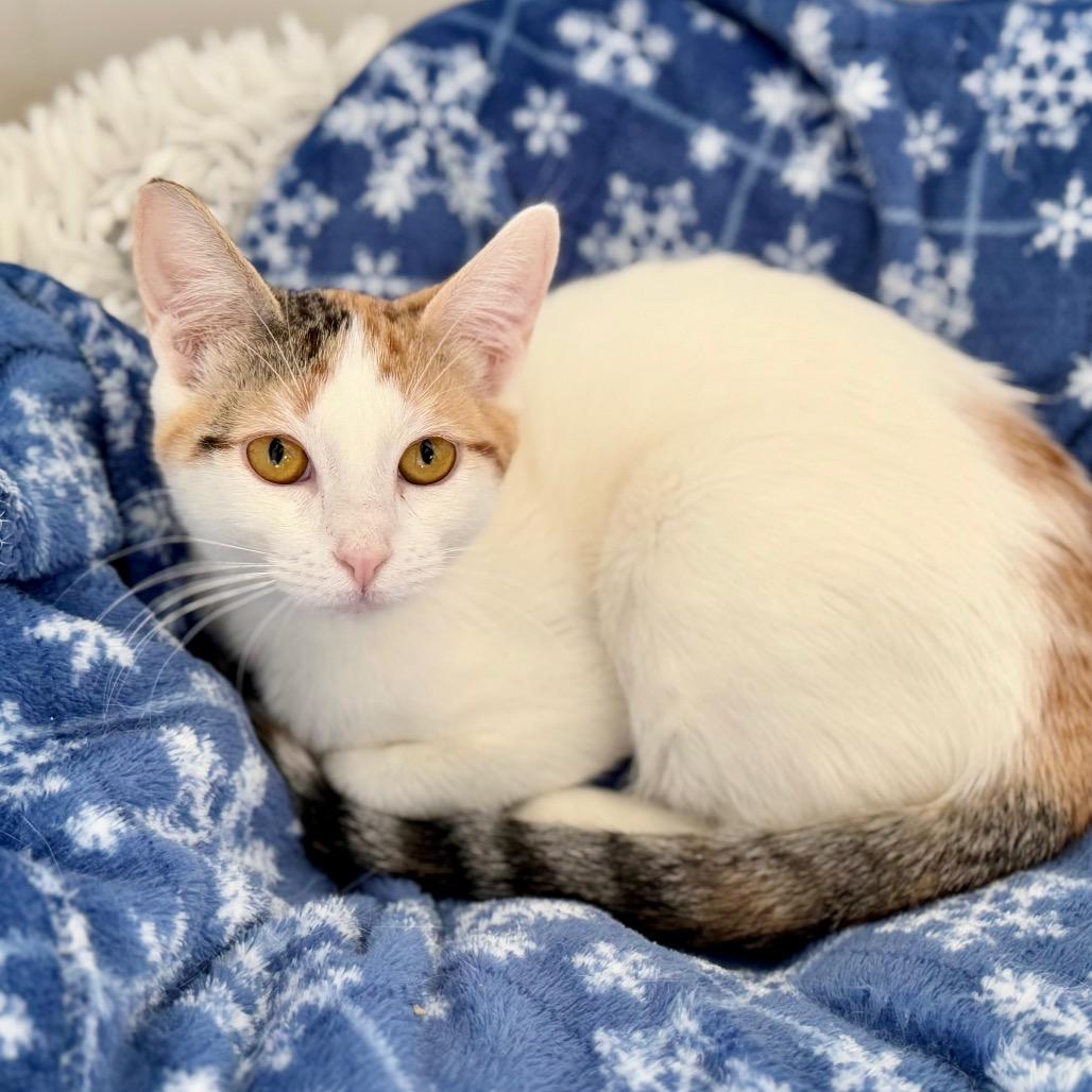 Enlarge Mystic, a Adoptable Domestic Short Hair in Green Bay, WI image 1/6