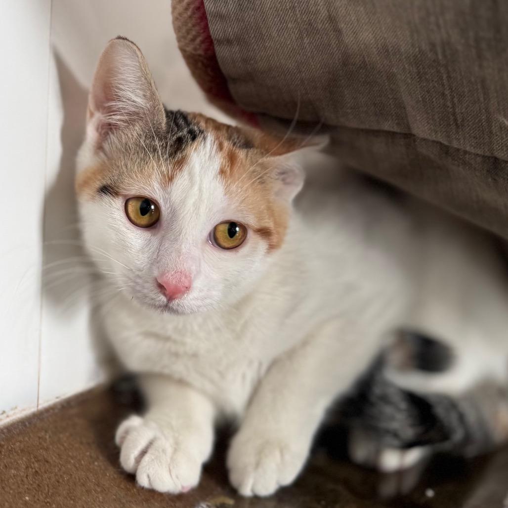 Enlarge Mystic, a Adoptable Domestic Short Hair in Green Bay, WI image 2/6