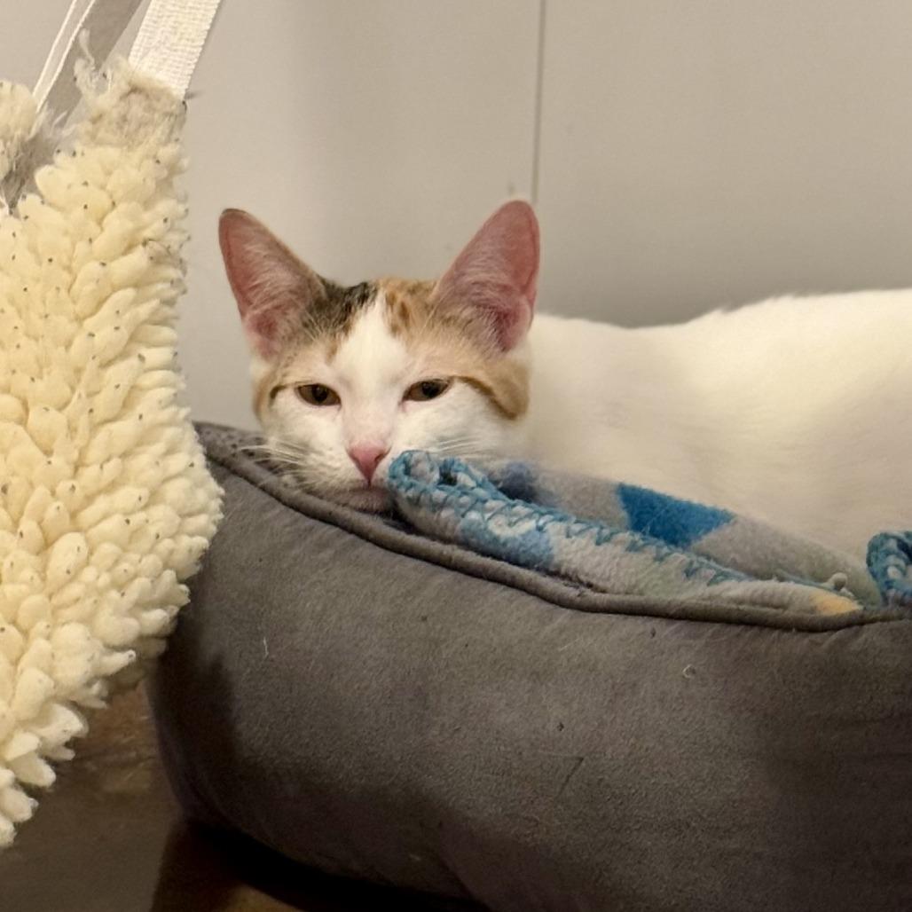 Enlarge Mystic, a Adoptable Domestic Short Hair in Green Bay, WI image 3/6