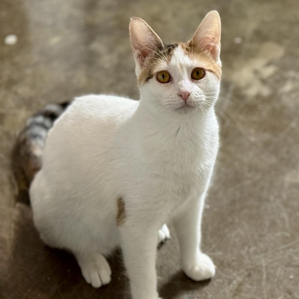 Enlarge Mystic, a Adoptable Domestic Short Hair in Green Bay, WI image 4/6