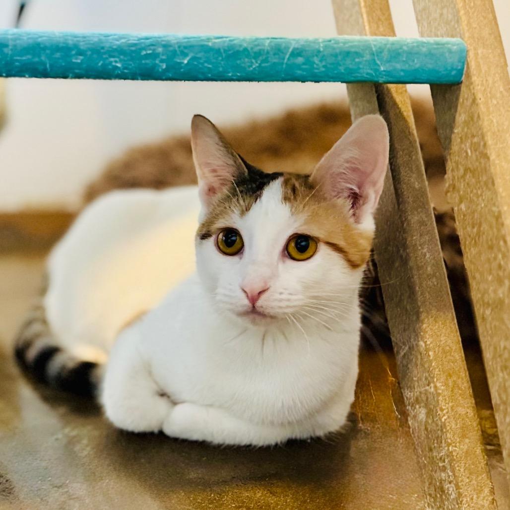 Enlarge Mystic, a Adoptable Domestic Short Hair in Green Bay, WI image 5/6