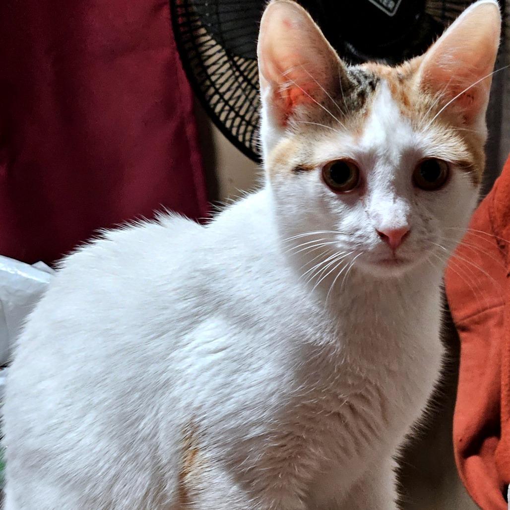 Enlarge Mystic, a Adoptable Domestic Short Hair in Green Bay, WI image 6/6