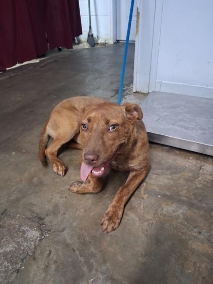 Enlarge Trixie, a Adoptable Mixed Breed in Georgetown, SC image 1/1