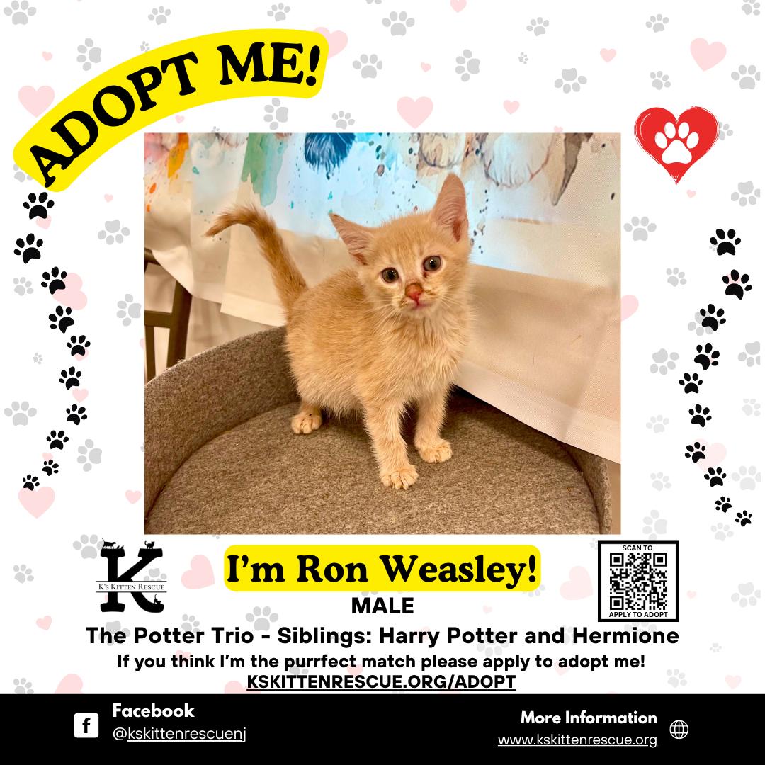 Enlarge Ron Weasley, a ADOPTABLE Domestic Short Hair in Brick, NJ image 1/1