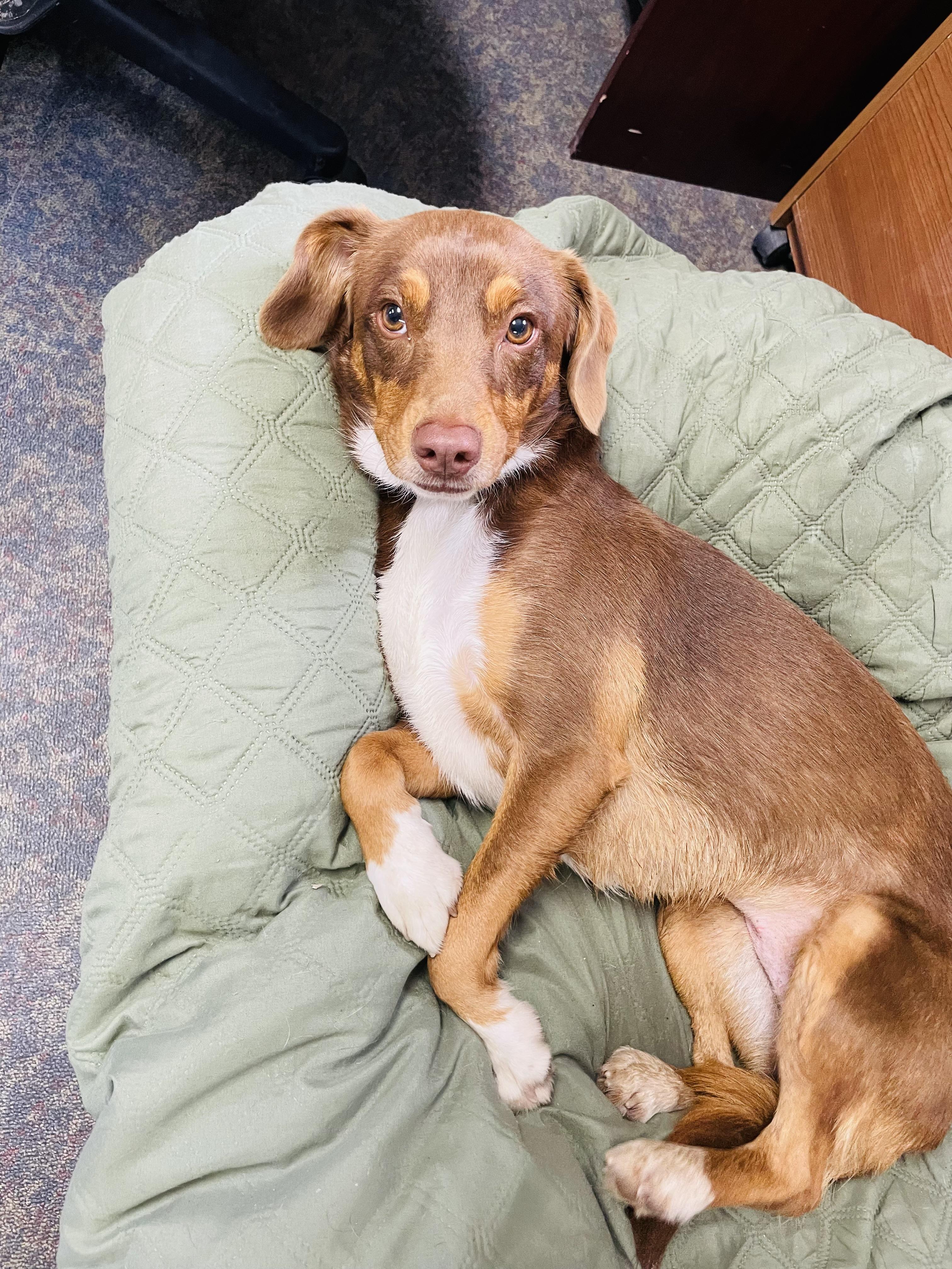 Missy, an adopted mixed breed in Blytheville, AR image 2/5