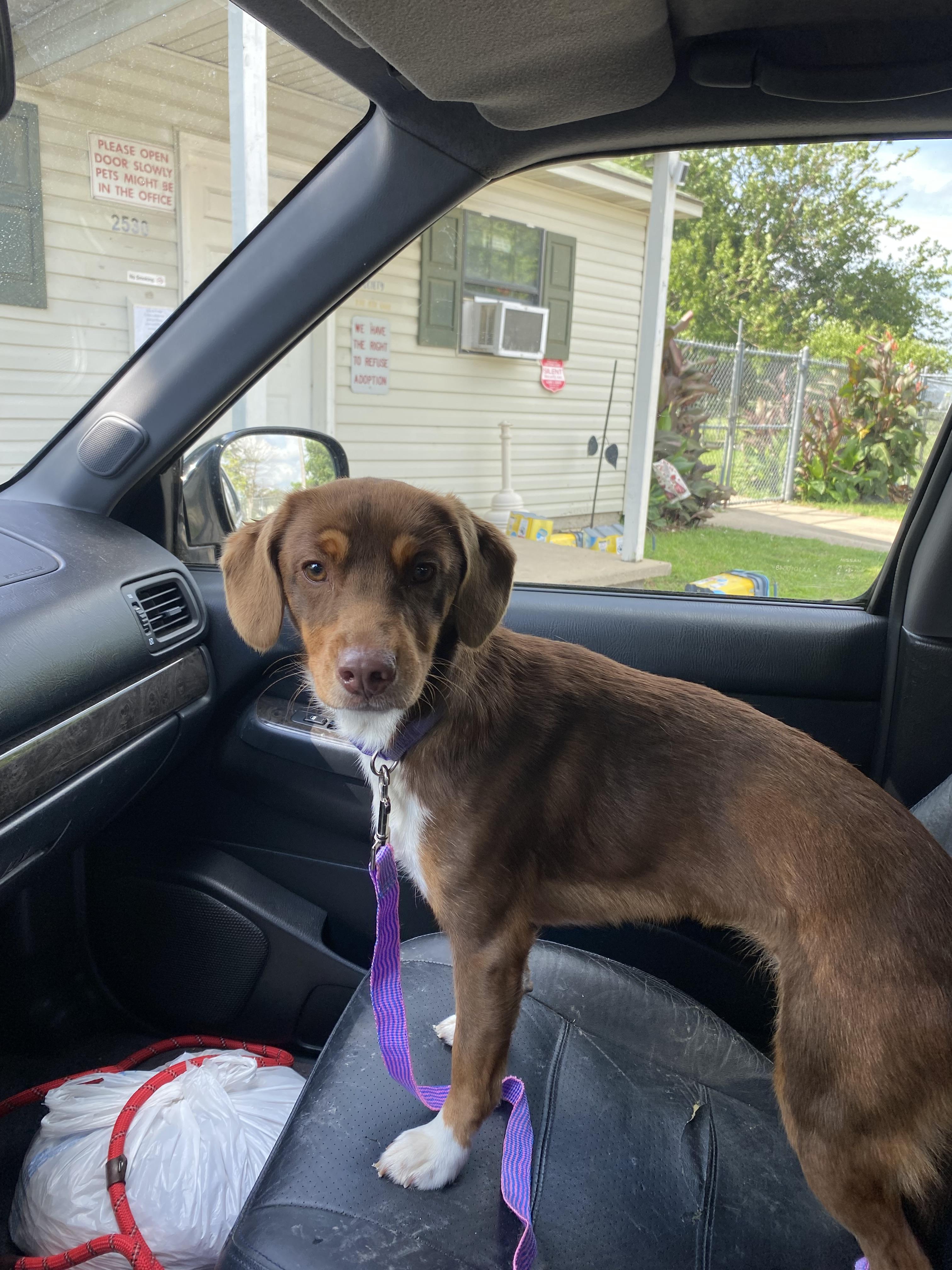 Missy, an adopted mixed breed in Blytheville, AR image 5/5