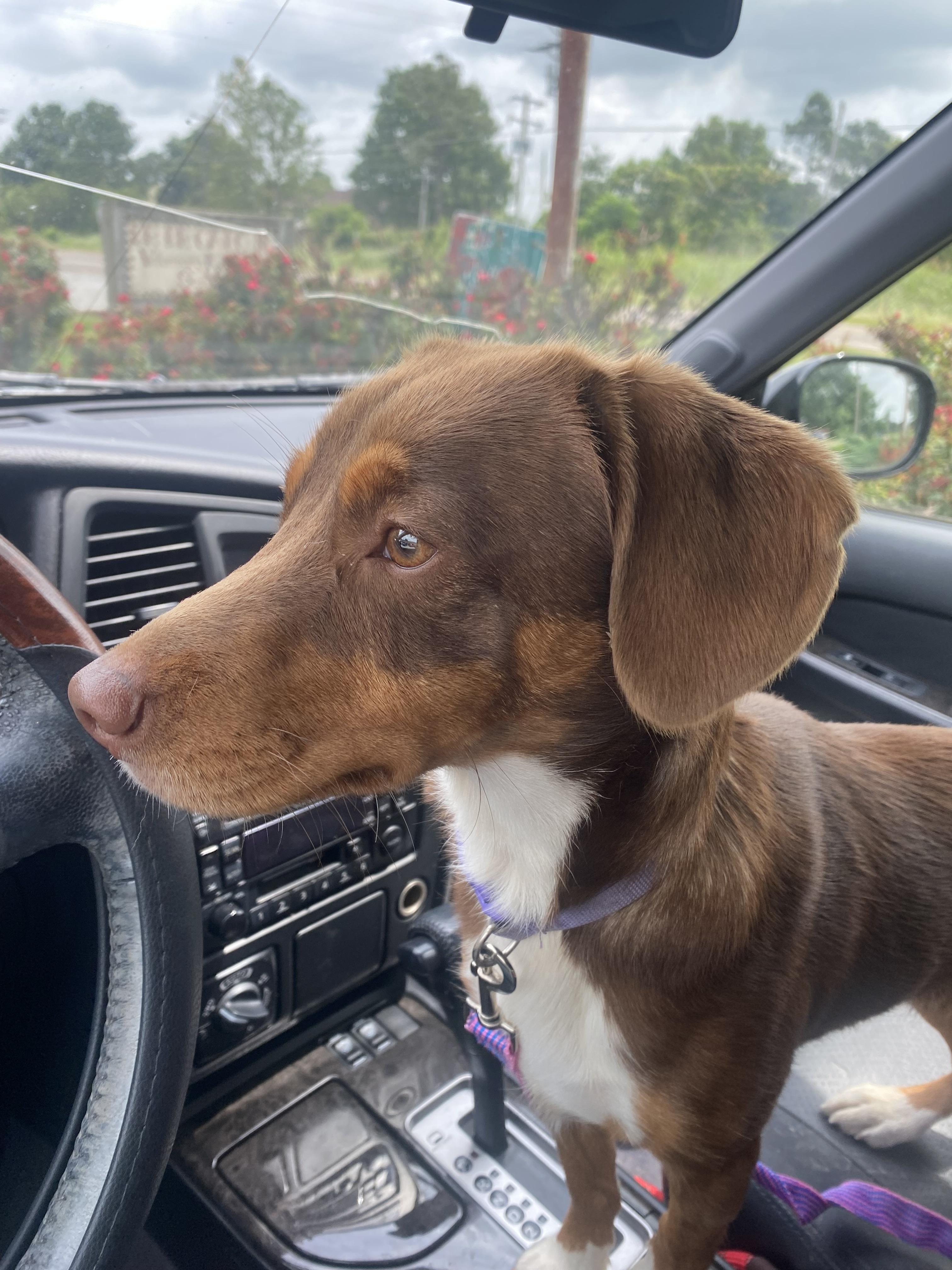 Missy, an adopted mixed breed in Blytheville, AR image 3/5