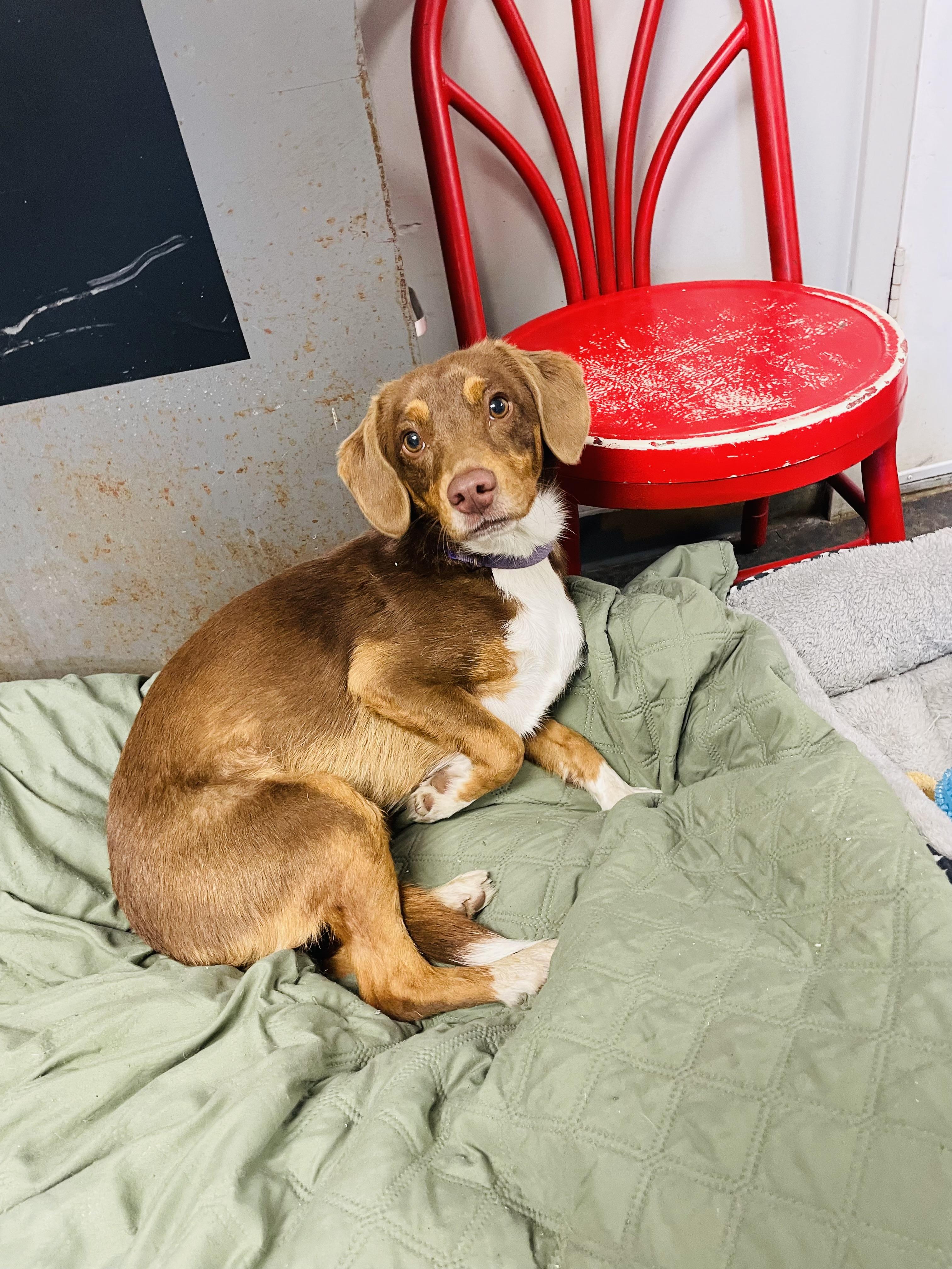 Missy, an adopted mixed breed in Blytheville, AR image 1/5