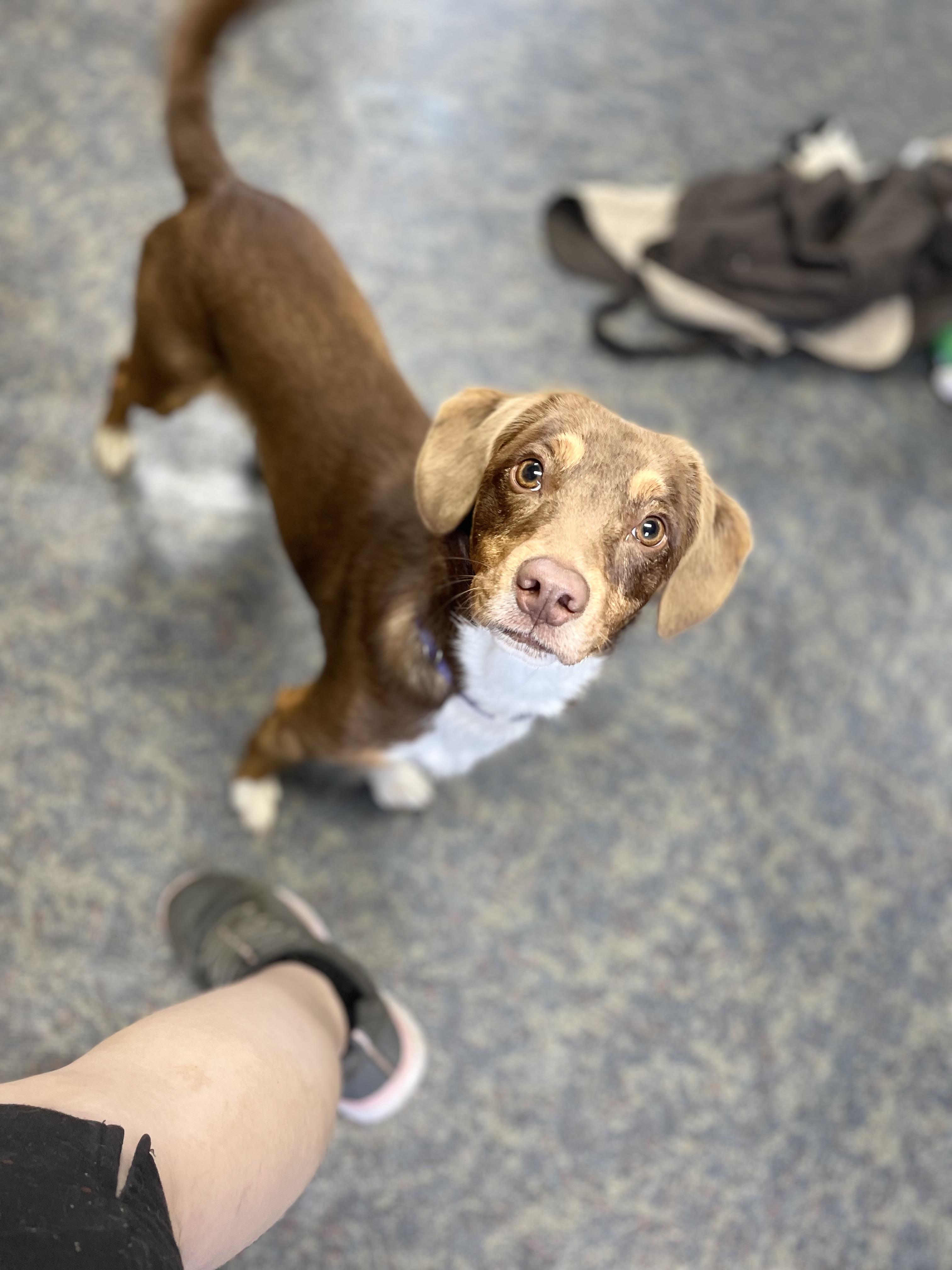 Missy, an adopted mixed breed in Blytheville, AR image 4/5