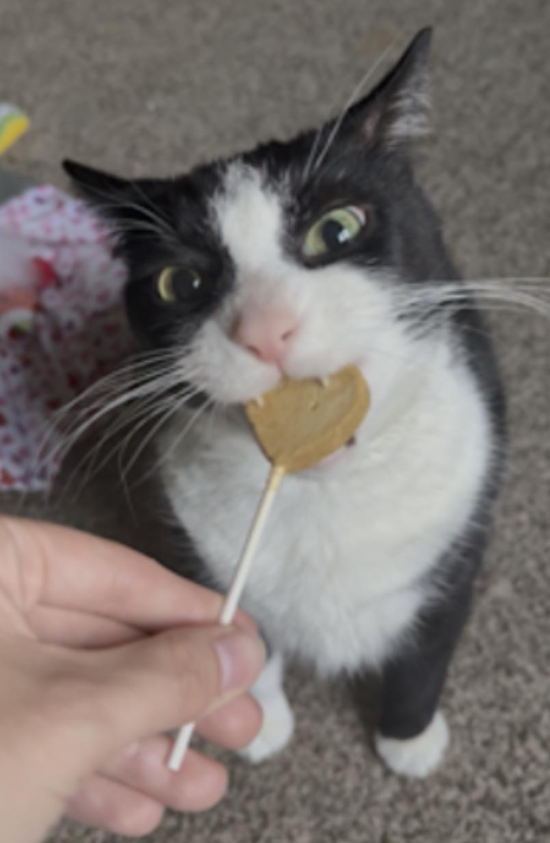 Bandit — thumbnail 2