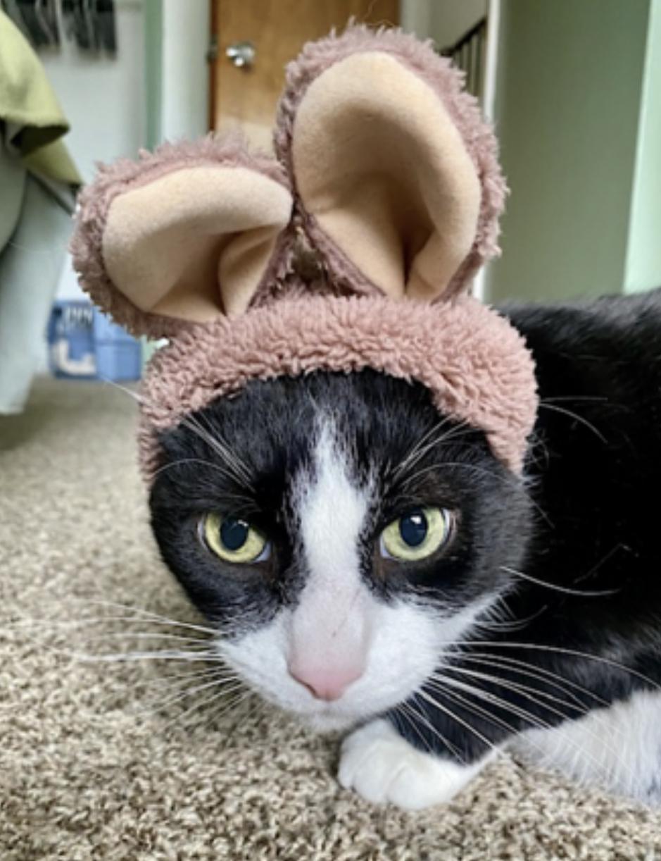 Bandit — thumbnail 5