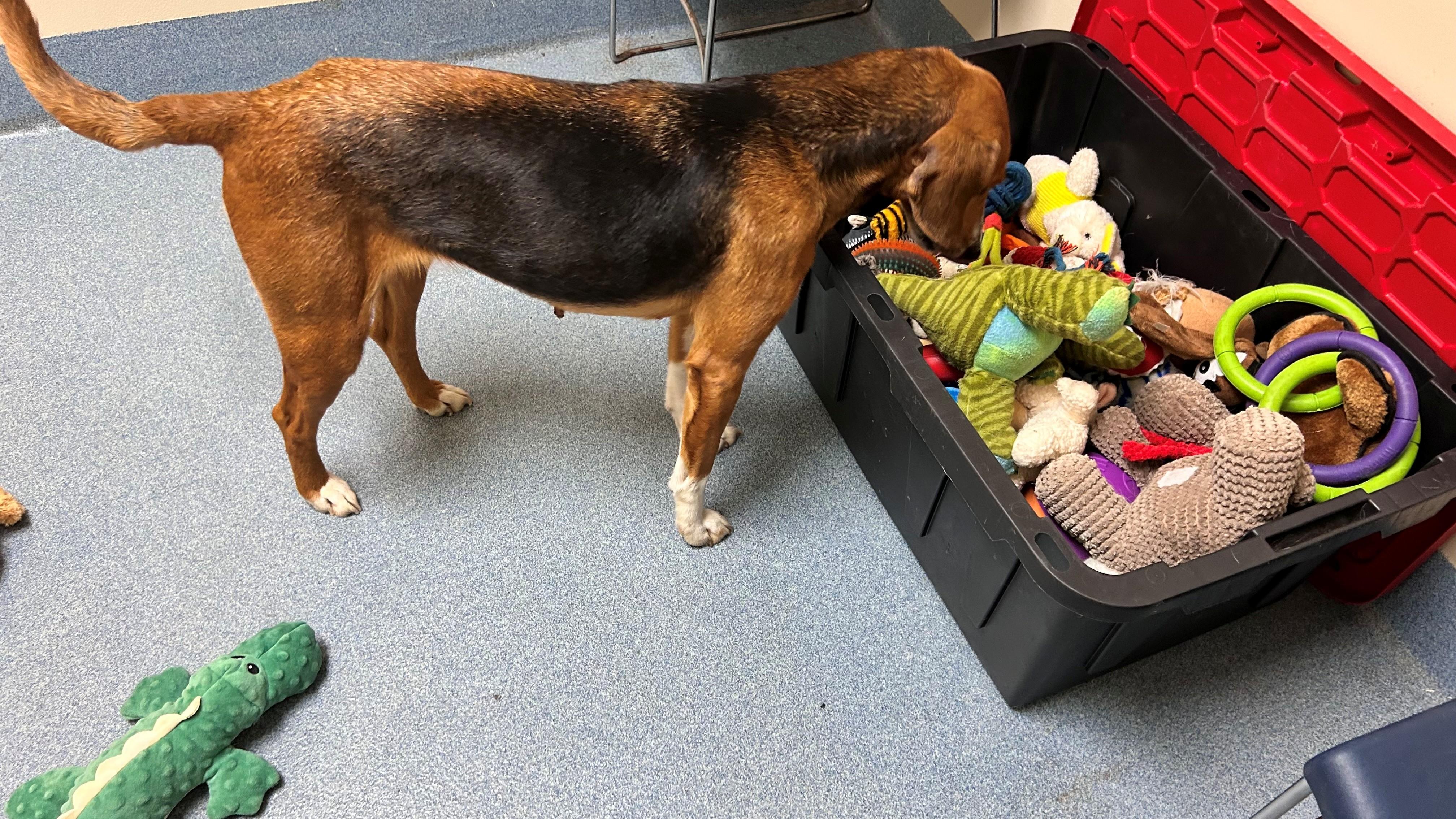 Aibileen , a ADOPTABLE Hound in Suffolk, VA image 2/2