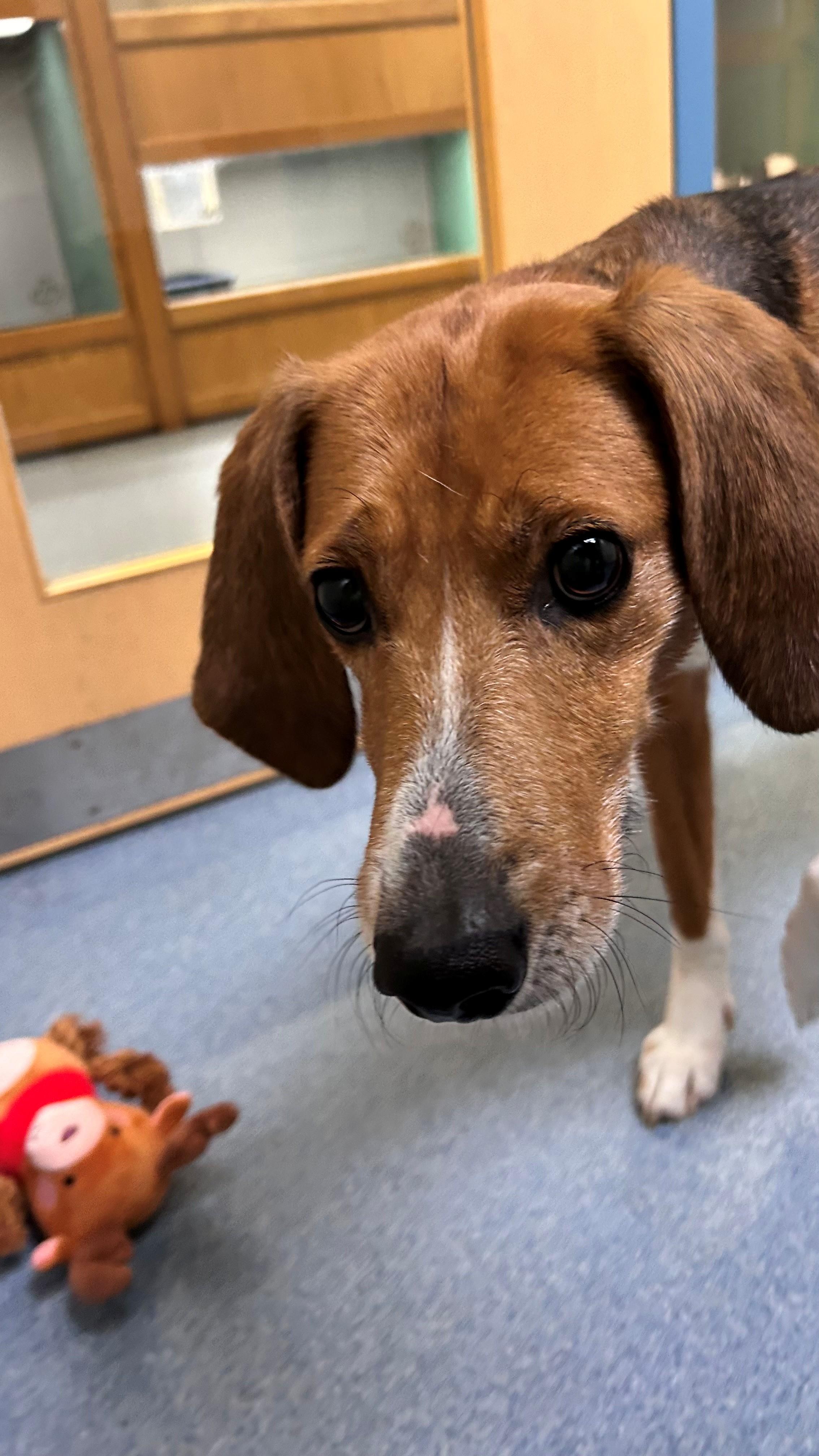 Aibileen , ADOPTABLE, Adult Female Hound.