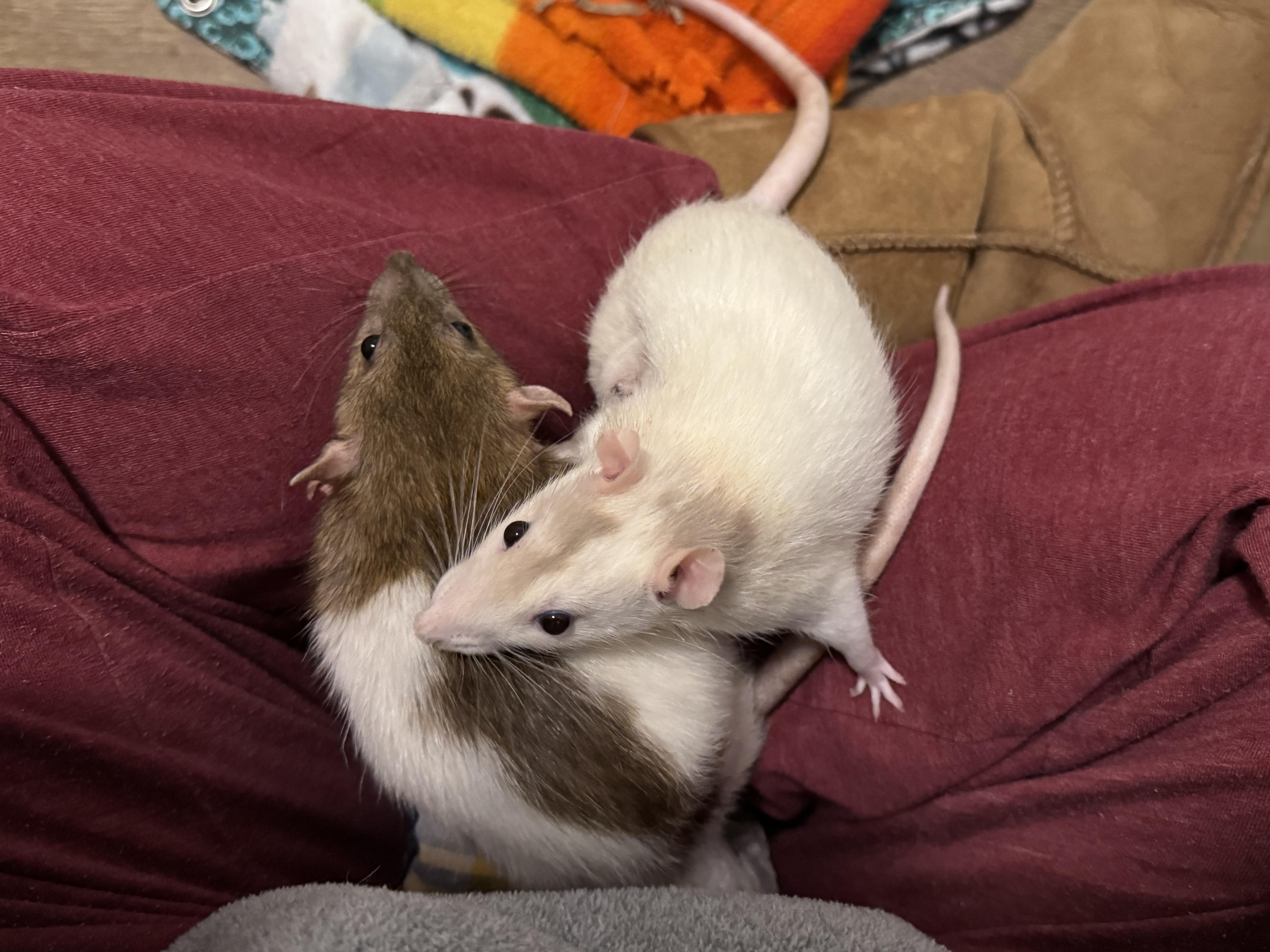 Enlarge Zumbrota, a Adoptable Rat in Saint Paul, MN image 3/6