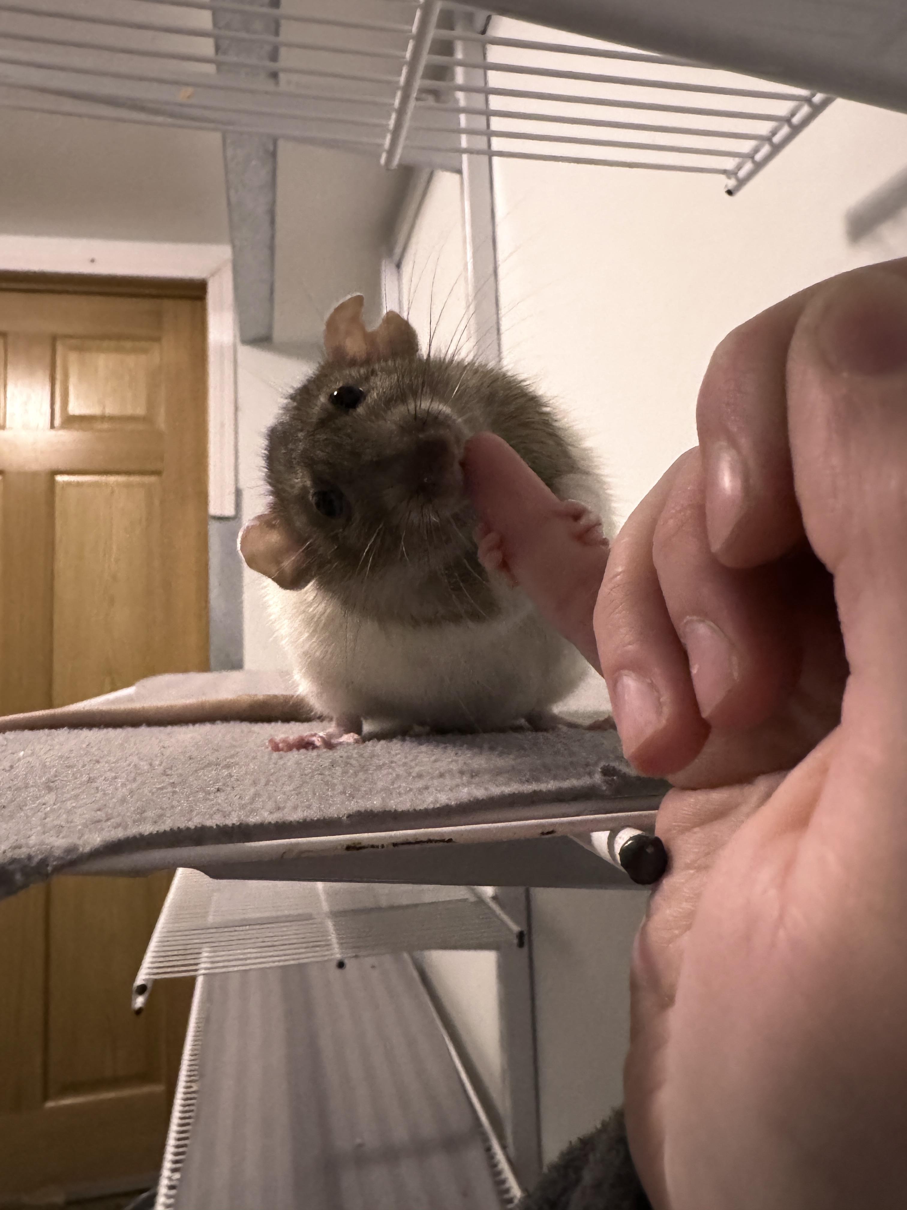 Enlarge Zumbrota, a Adoptable Rat in Saint Paul, MN image 4/6