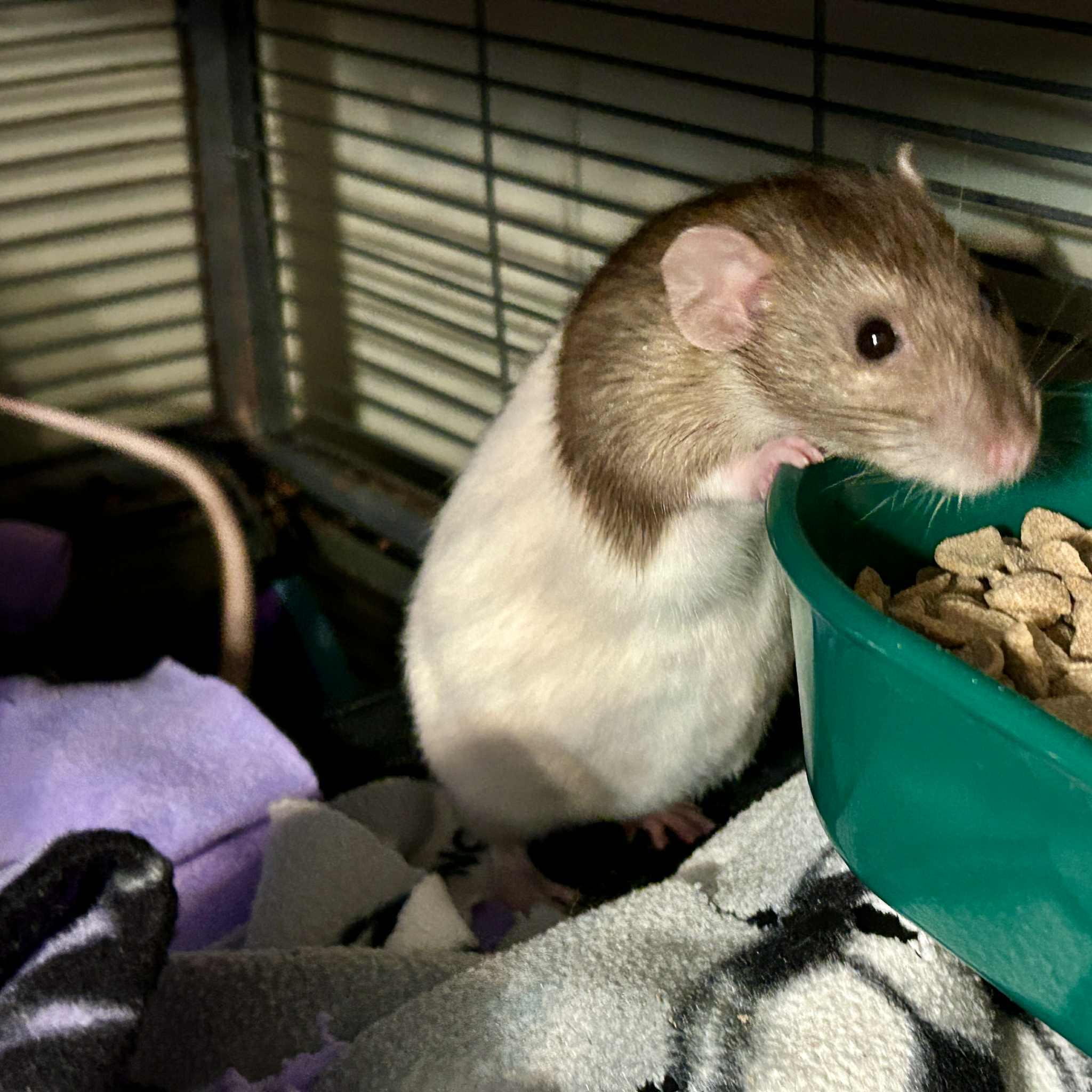 Zumbrota, Adoptable, Senior Female Rat.