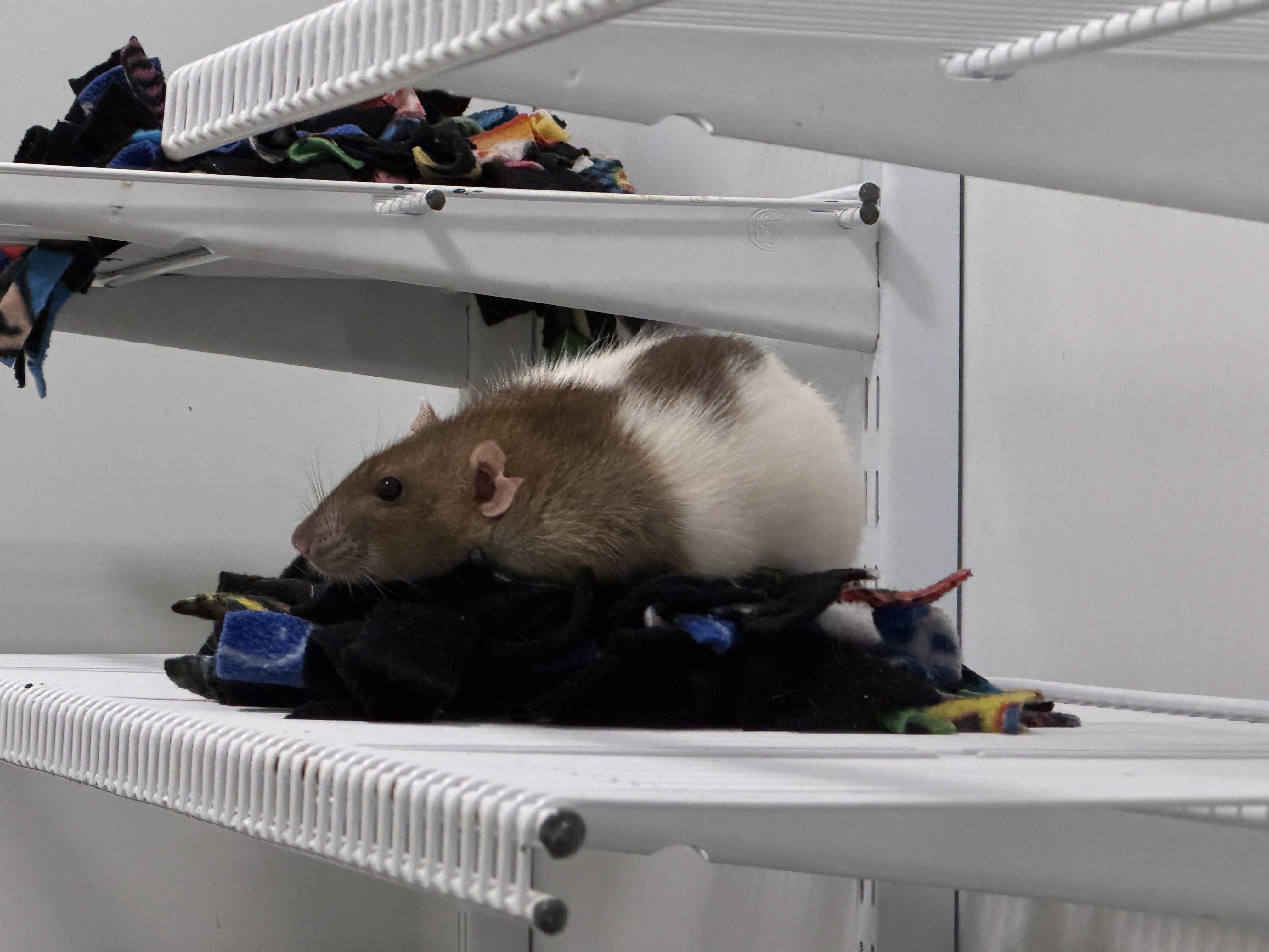 Enlarge Zumbrota, a Adoptable Rat in Saint Paul, MN image 2/6