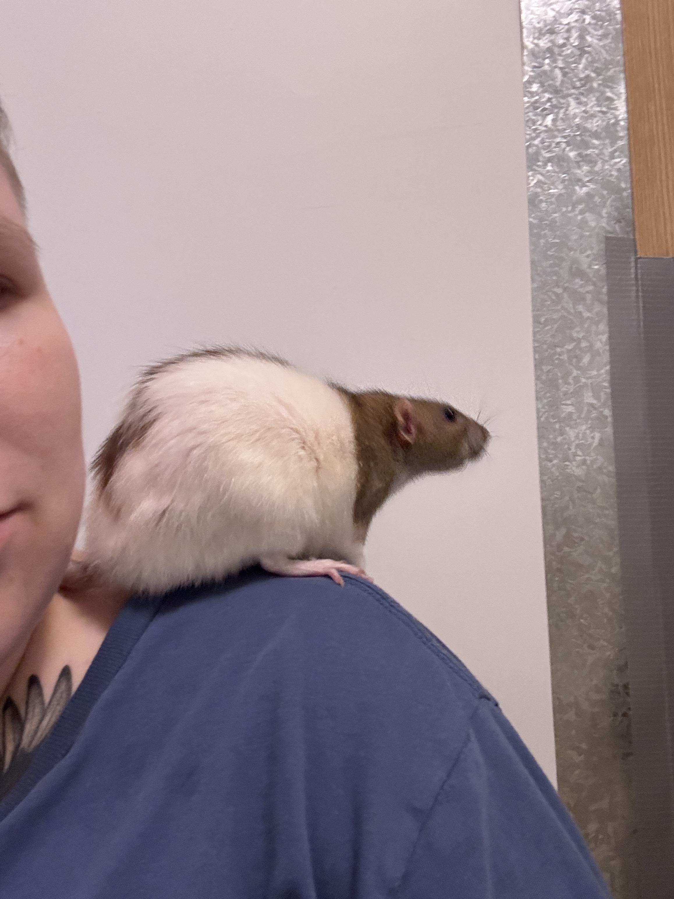 Enlarge Zumbrota, a Adoptable Rat in Saint Paul, MN image 5/6