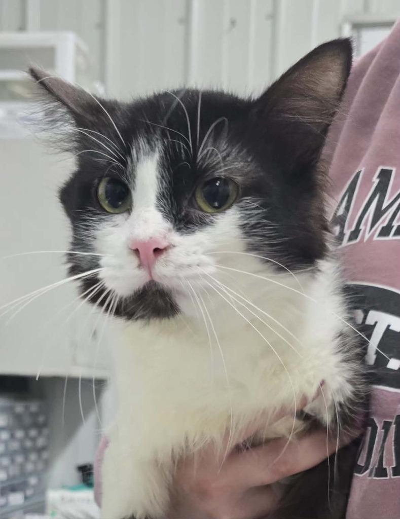 Scrappy Doodle, Adoptable, Young Male Domestic Short Hair.