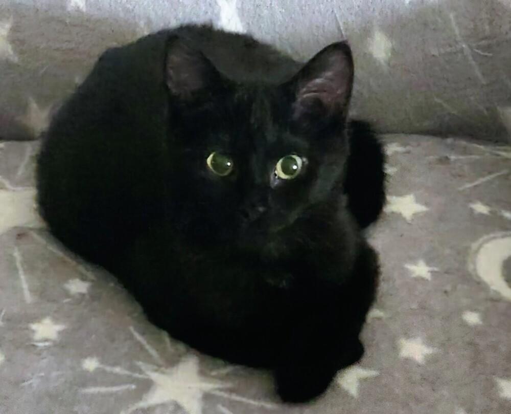 Izzy, Adoptable, Kitten Female Domestic Short Hair.