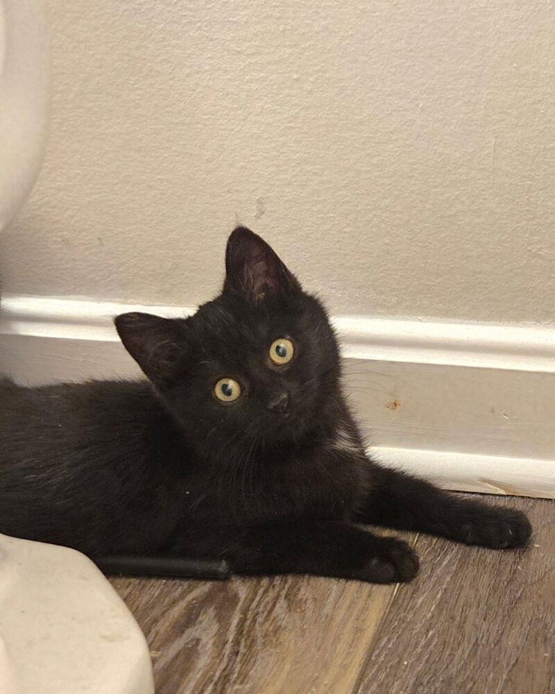 Enlarge Izzy, a Adoptable Domestic Short Hair in Greenbelt, MD image 2/4