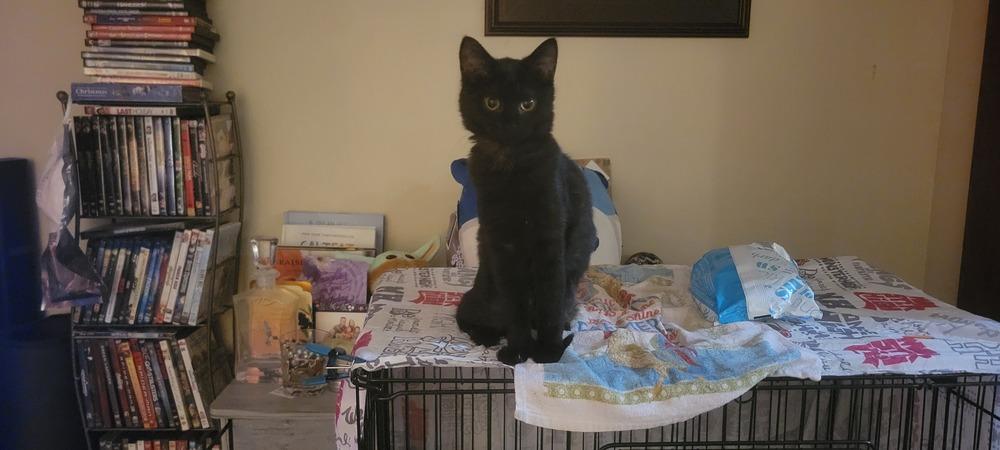 Enlarge Izzy, a Adoptable Domestic Short Hair in Greenbelt, MD image 3/4