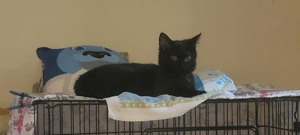 Enlarge Izzy, a Adoptable Domestic Short Hair in Greenbelt, MD image 4/4