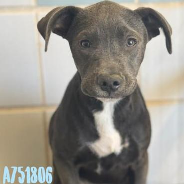 Luna, a Adoptable mixed breed in Hagerstown, MD image 2/2