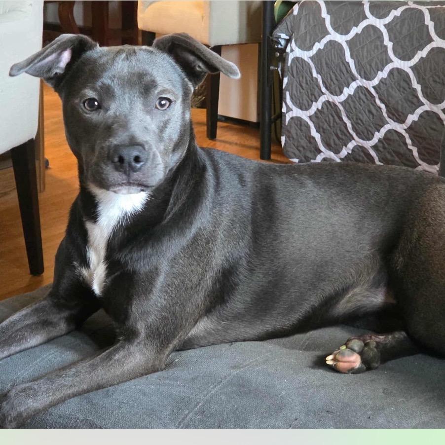 Luna, a Adoptable mixed breed in Hagerstown, MD image 1/2