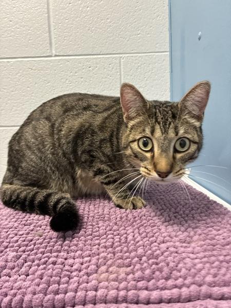 Rambo, Adoptable, Adult Male Domestic Short Hair.