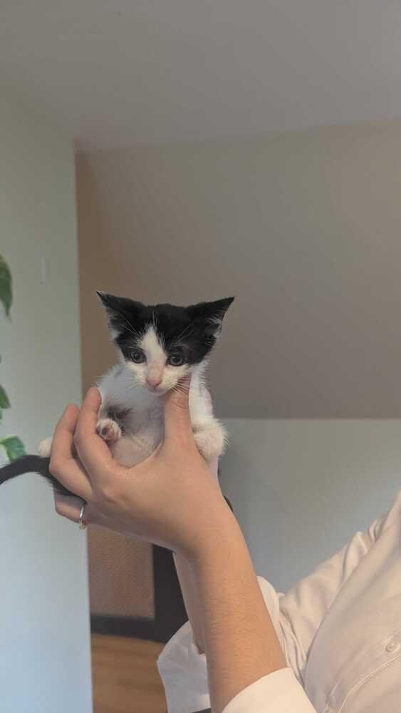 Tammy Thumb, Adoptable, Kitten Female Domestic Short Hair.