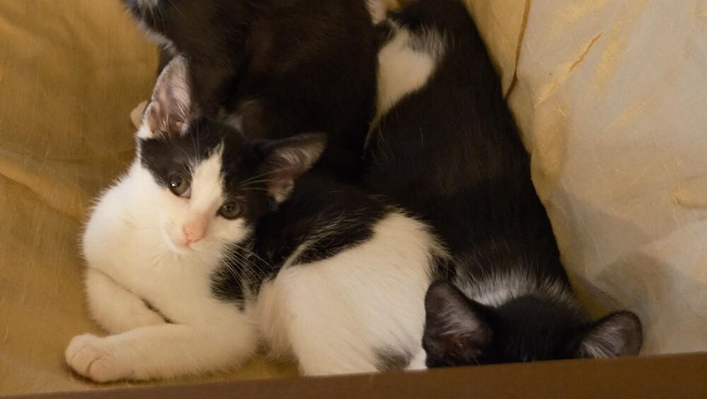 Tammy Thumb, a Adoptable Domestic Short Hair in North Brunswick, NJ image 2/4