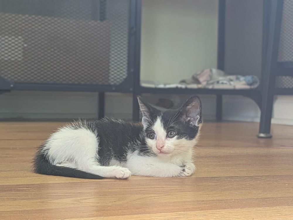 Tammy Thumb, a Adoptable Domestic Short Hair in North Brunswick, NJ image 4/4
