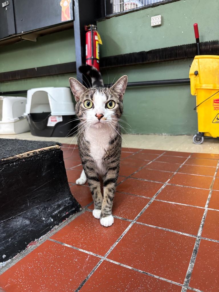 Enlarge Willie, a Adoptable mixed breed image 1/1