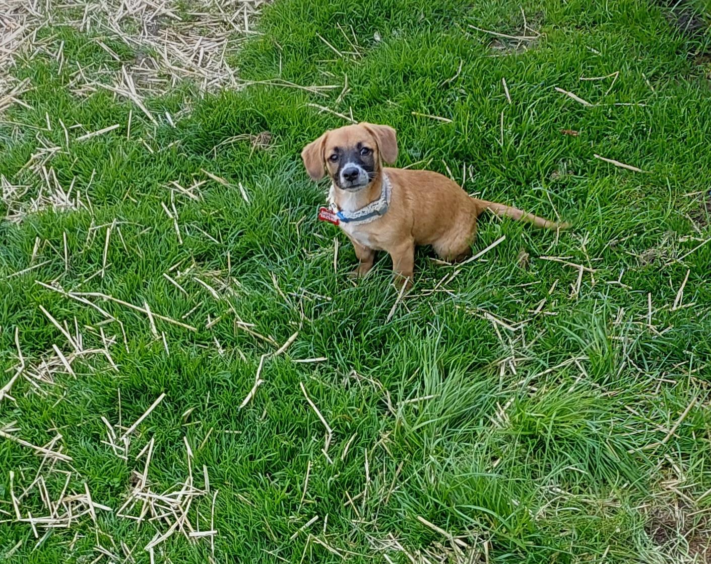 Katniss, ADOPTABLE, Puppy Female Mixed Breed.