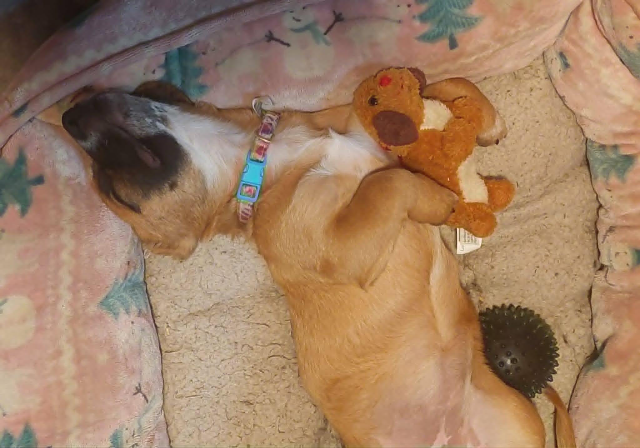 Katniss, an adopted mixed breed in Conesus, NY image 5/5